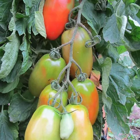 Casa Da Urcela 2* Ponteareas