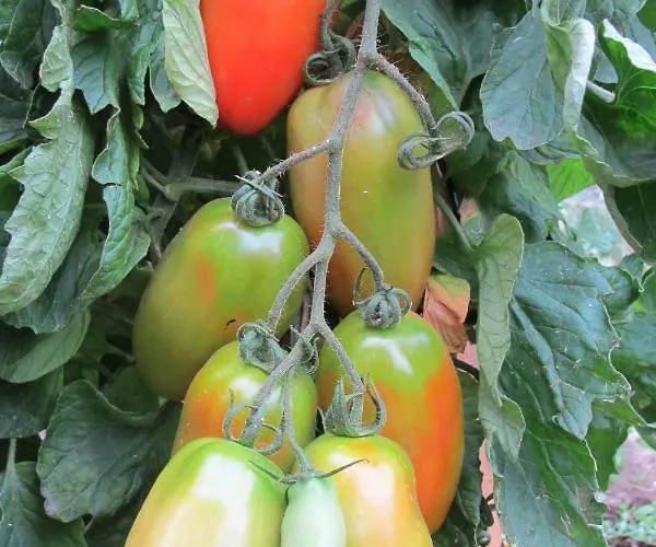 Casa Da Urcela 2* 蓬特亚雷亚斯